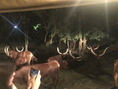 -清迈夜间动物园