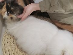-More Fun猫咖 二十只万元加菲主题