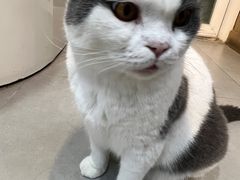 -Heymao猫咖.咖啡厅(东门店)
