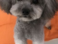-宠福鑫康馨动物医院·骨科·眼科