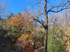 -北京鹫峰国家森林公园