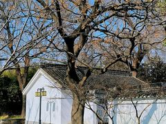 -上海共青森林公园