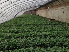 -大自然农场蔬菜草莓采摘园