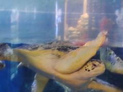 -烟台海昌鲸鲨海洋公园