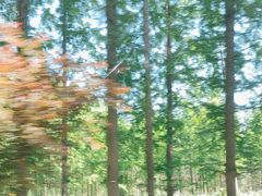 -黄海国家森林公园