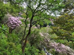 -梧桐山风景名胜区