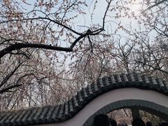 -桃花堤公园