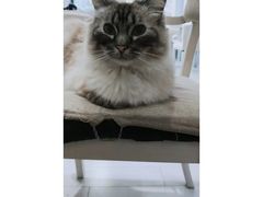 -喵的天空名猫咖啡馆·撸猫·猫舍·用品