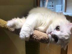 -猫和宫(六道口店)