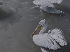-上海野生动物园