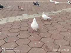 -大连星海广场音乐喷泉