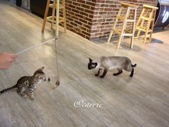 -猫咪咖啡·猫咖(万达广场店)
