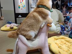 -逗柴咖啡屋·狗咖猫咖宠物桌游