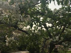 -嘉定紫藤园