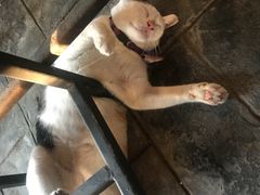 -芭提雅Amporn Seafood自助餐厅