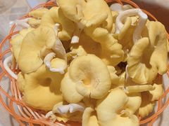 -仙蘑洞