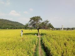 -艾米稻香小镇