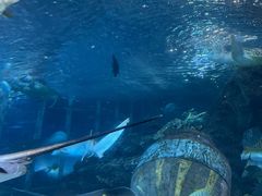 -太平洋海底世界