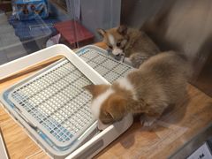 -狗道宠物(常熟印象城店)
