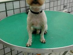 -神采飞扬宠物美容(香港路店)