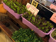 -大鹅岛绿色生态美食园