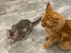 -楼上猫咖(罗湖店)