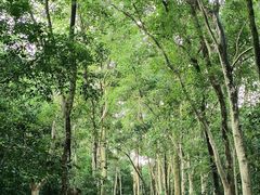 -番禺大夫山森林公园
