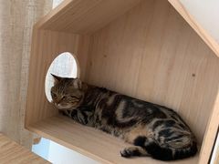 -Catmate·猫肥家润(金润铂宫店)