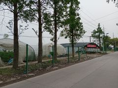 -喜杨洋草莓采摘园