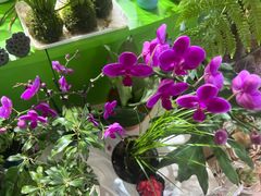 -北京华联生活超市(北京常营店)