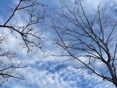 -鲜芋仙(宝地广场店)