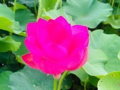 -涵家味土菜馆·徽州一绝臭鳜鱼(三河古镇店)