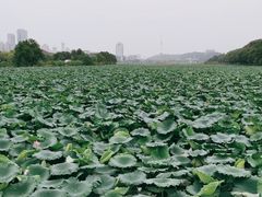 -月湖风景区