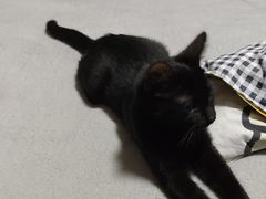 -米苏动物医院·犬猫专科·骨科外科内窥镜