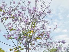 -香蜜公园
