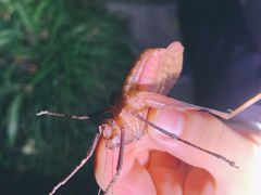 -杭州植物园