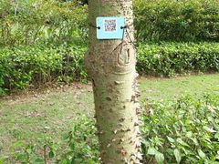 -石排湾郊野公园