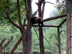 -都江堰中华大熊猫苑
