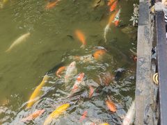 -珠海圆明新园