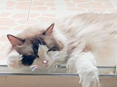 -猫十亿·布偶金渐层·曼基康矮脚猫舍(青年路店)