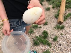 -同銮特种养殖场·龙虾垂钓