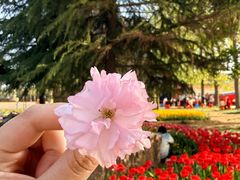 -洛阳郁金香牡丹园