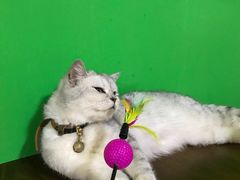 -李小姐の猫咖啡馆(五角场店)