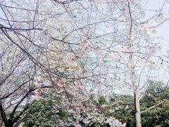-南京晓庄学院(莫愁校区)