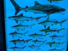 -迪拜水族馆及水下动物园