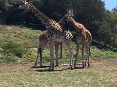 -威勒比开放式动物园