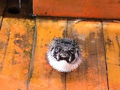-蓝湾碧波·老字号·疍家非遗海上餐厅