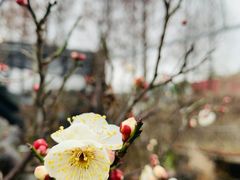 -昆山城市生态森林公园