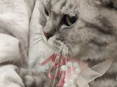 -共舞时光猫咖·狗咖(新街口店)
