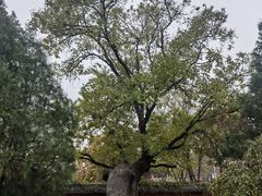 -天宁寺